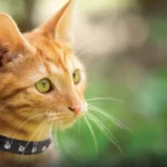 Athens Cat Collars - Stylish Rhinestone Collars for Your Feline Friend | Safe & Comfortable