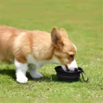 5" Portable and Foldable Small Dog Bowl, Black (5 Pieces) Ideal for Travel & Outdoor Adventures - Image 4