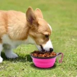 5" Pink Portable and Foldable Small Dog Bowl - Set of 5 | Durable & Travel-Friendly - Image 4