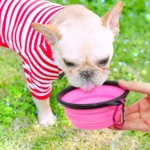 5" Pink Portable and Foldable Small Dog Bowl - Set of 5 | Durable & Travel-Friendly - Image 5