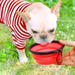 5" Portable & Foldable Dog Bowls, Red - Set of 5, Ideal for Travel & Outdoor Use - Image 3