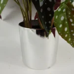 Buy Realistic 40cm Artificial Begonia Maculata Plant in Decorative Pot | Perfect Home & Office Decor - Image 2
