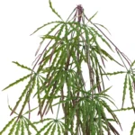 Artificial Foliage Hanging Acer Fern Plant | Realistic & Versatile 100cm Decor - Low Maintenance Greenery - Image 6