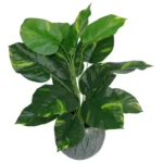 Artificial Foliage Plant Pot - Devils Ivy 60cm | Realistic Indoor Houseplant | Variegated Leaves | Home & Office Decor by Leaf Design UK