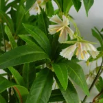 Artificial Hainan Elaeocarpus Stem 90cm - Realistic & Versatile Home Decor Elegance - Image 3
