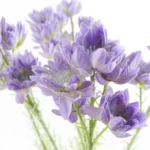 Artificial Purple Starflower Stem - 60cm Silk Flowers for Elegant Arrangements & Decor - Image 2