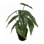 Lifelike Artificial Plant by Leaf Design UK - Perfect for Home & Office Decor
