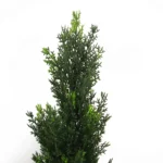 90cm Artificial UV-Protected Cedar Topiary Tree - Realistic Outdoor & Indoor Plant - Image 3