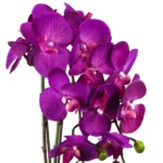 Elegant Large Artificial Orchid Plant, 52cm - Purple & Gold with Real Touch Flowers - Image 2