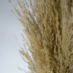 Artificial Pampas Grass Plant - Lush 6FT Faux Decor | Realistic & Natural-Looking | Perfect for Home & Office Decoration - Image 3