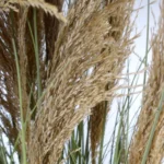 Artificial Pampas Grass Plant - Lush 6FT Faux Decor | Realistic & Natural-Looking | Perfect for Home & Office Decoration - Image 5