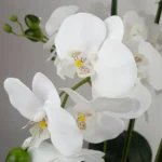 Elegant Artificial White Orchid with Glass Planter - Realistic & Maintenance-Free | Leaf Design