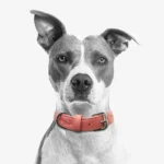 Alpine Collar - Premium Padded Leather Collar for Dogs - Stylish, Durable, Comfortable