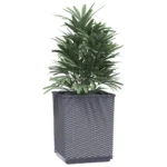 Planters 2 pcs Dark Gray Polypropylene - Elegant and Durable Outdoor Decor - Image 2