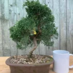 Juniper Specimen Bonsai Tree | Premium Styles | Authentic Japanese Bonsai Trees