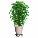 Heavy-Duty Plant Trolleys with Wheels - Set of 3, 15.7" Diameter, Black, 606.3 lb Capacity - Image 6