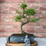 Beautifully Shaped Chinese Elm (Ulmus Parvifolia) Bonsai Tree - 30cm Pot | Perfect for Beginners & Experts | Indoor & Outdoor Hardy Tree