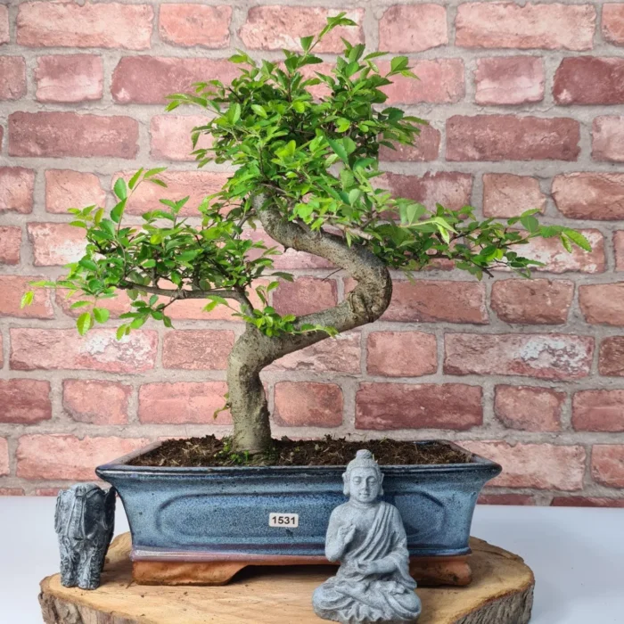 Beautifully Shaped Chinese Elm (Ulmus Parvifolia) Bonsai Tree - 30cm Pot | Perfect for Beginners & Experts | Indoor & Outdoor Hardy Tree - Image 2