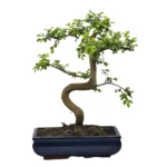 Beautifully Shaped Chinese Elm (Ulmus Parvifolia) Bonsai Tree - 30cm Pot | Perfect for Beginners & Experts | Indoor & Outdoor Hardy Tree - Image 4