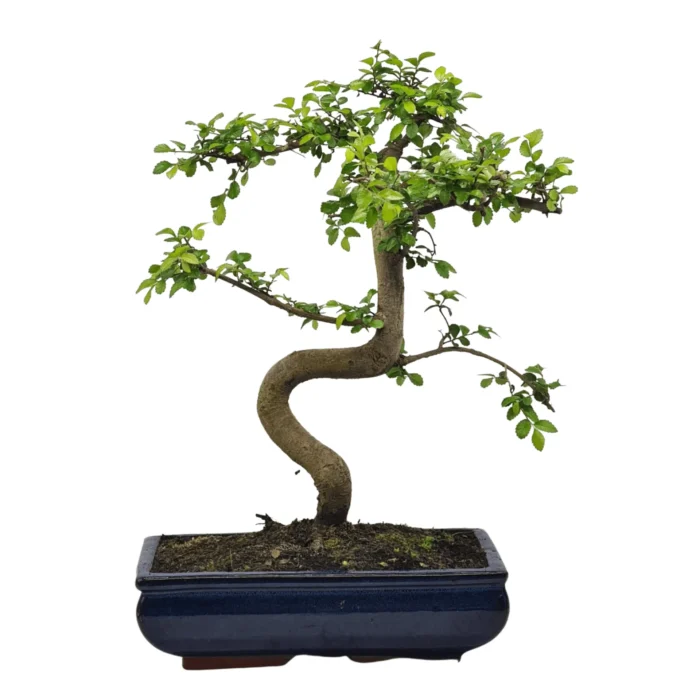 Beautifully Shaped Chinese Elm (Ulmus Parvifolia) Bonsai Tree - 30cm Pot | Perfect for Beginners & Experts | Indoor & Outdoor Hardy Tree - Image 4