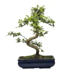 Beautifully Shaped Chinese Elm (Ulmus Parvifolia) Bonsai Tree - 30cm Pot | Perfect for Beginners & Experts | Indoor & Outdoor Hardy Tree - Image 5