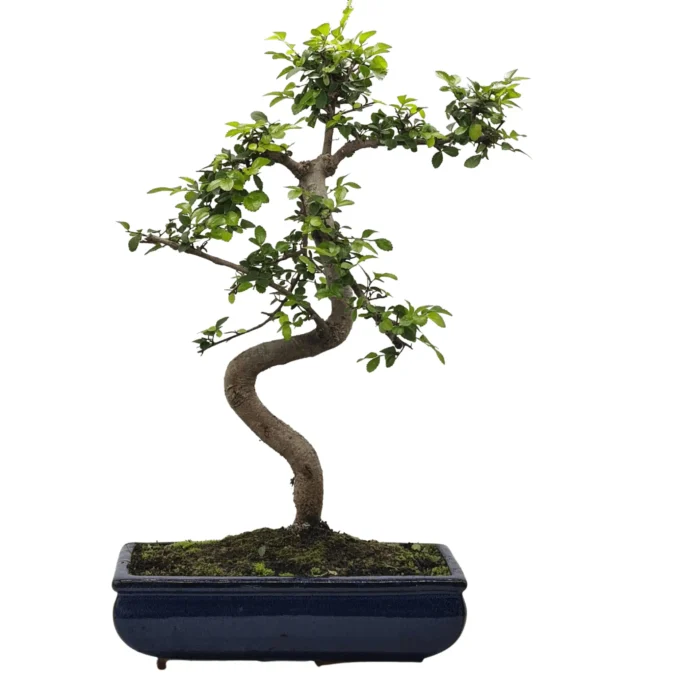 Beautifully Shaped Chinese Elm (Ulmus Parvifolia) Bonsai Tree - 30cm Pot | Perfect for Beginners & Experts | Indoor & Outdoor Hardy Tree - Image 6