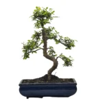 Beautifully Shaped Chinese Elm (Ulmus Parvifolia) Bonsai Tree - 30cm Pot | Perfect for Beginners & Experts | Indoor & Outdoor Hardy Tree - Image 7