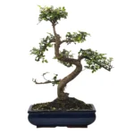 Beautifully Shaped Chinese Elm (Ulmus Parvifolia) Bonsai Tree - 30cm Pot | Perfect for Beginners & Experts | Indoor & Outdoor Hardy Tree - Image 8