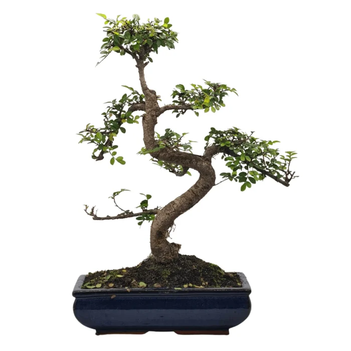 Beautifully Shaped Chinese Elm (Ulmus Parvifolia) Bonsai Tree - 30cm Pot | Perfect for Beginners & Experts | Indoor & Outdoor Hardy Tree - Image 8