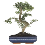 Beautifully Shaped Chinese Elm (Ulmus Parvifolia) Bonsai Tree - 30cm Pot | Perfect for Beginners & Experts | Indoor & Outdoor Hardy Tree - Image 13