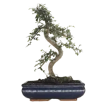 Beautifully Shaped Chinese Elm (Ulmus Parvifolia) Bonsai Tree - 30cm Pot | Perfect for Beginners & Experts | Indoor & Outdoor Hardy Tree - Image 14