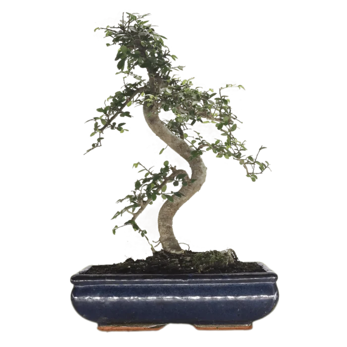 Beautifully Shaped Chinese Elm (Ulmus Parvifolia) Bonsai Tree - 30cm Pot | Perfect for Beginners & Experts | Indoor & Outdoor Hardy Tree - Image 14