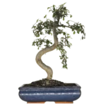 Beautifully Shaped Chinese Elm (Ulmus Parvifolia) Bonsai Tree - 30cm Pot | Perfect for Beginners & Experts | Indoor & Outdoor Hardy Tree - Image 15