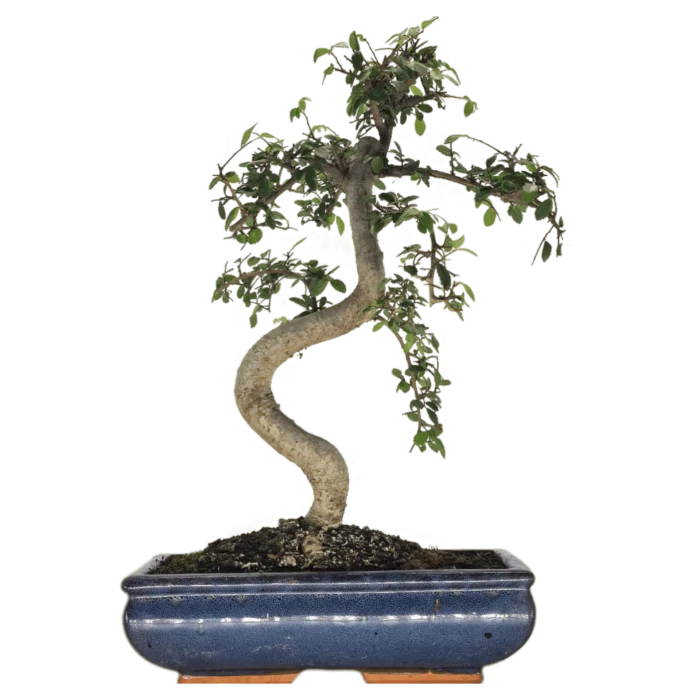 Beautifully Shaped Chinese Elm (Ulmus Parvifolia) Bonsai Tree - 30cm Pot | Perfect for Beginners & Experts | Indoor & Outdoor Hardy Tree - Image 15