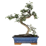 Beautifully Shaped Chinese Elm (Ulmus Parvifolia) Bonsai Tree - 30cm Pot | Perfect for Beginners & Experts | Indoor & Outdoor Hardy Tree - Image 16