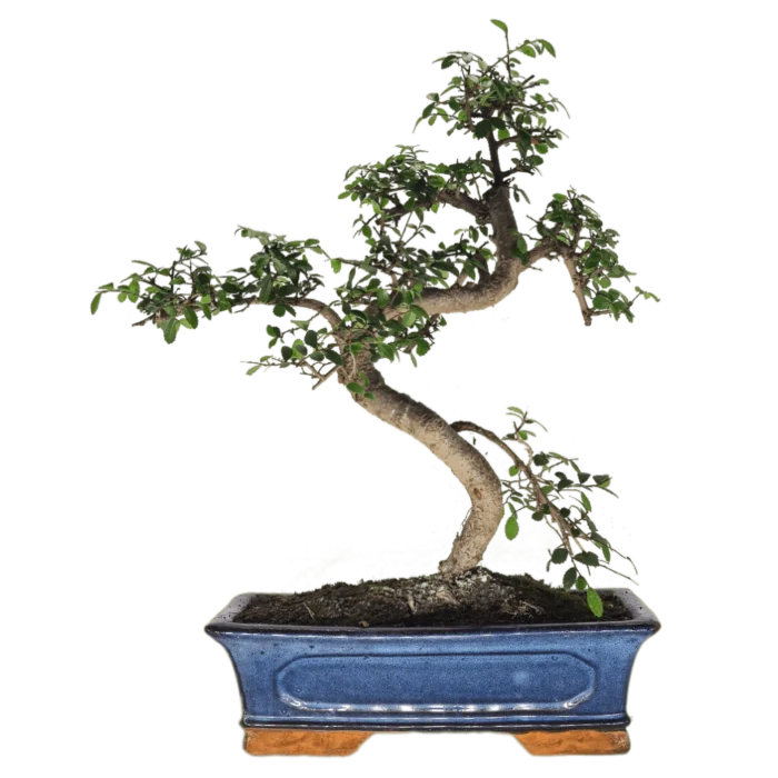 Beautifully Shaped Chinese Elm (Ulmus Parvifolia) Bonsai Tree - 30cm Pot | Perfect for Beginners & Experts | Indoor & Outdoor Hardy Tree - Image 16