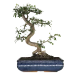 Beautifully Shaped Chinese Elm (Ulmus Parvifolia) Bonsai Tree - 30cm Pot | Perfect for Beginners & Experts | Indoor & Outdoor Hardy Tree - Image 17