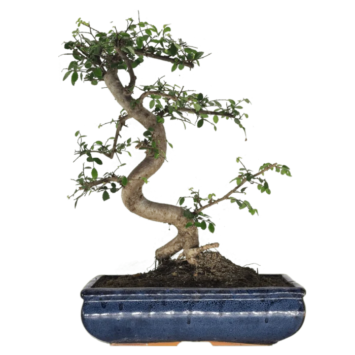 Beautifully Shaped Chinese Elm (Ulmus Parvifolia) Bonsai Tree - 30cm Pot | Perfect for Beginners & Experts | Indoor & Outdoor Hardy Tree - Image 17