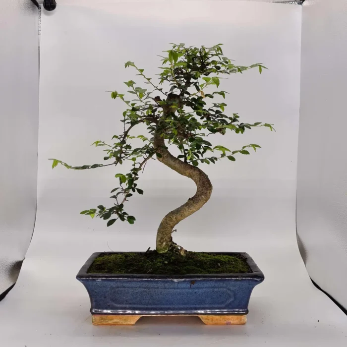Beautifully Shaped Chinese Elm (Ulmus Parvifolia) Bonsai Tree - 30cm Pot | Perfect for Beginners & Experts | Indoor & Outdoor Hardy Tree - Image 19