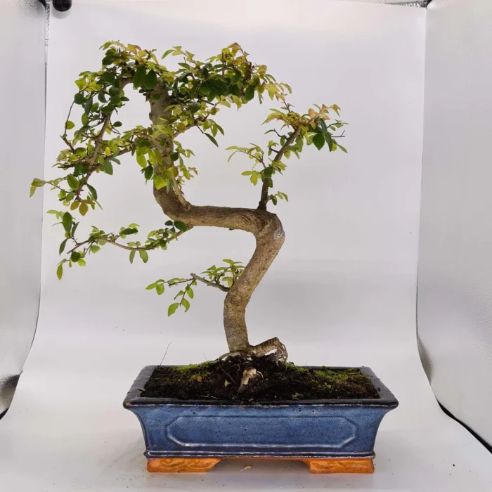 Beautifully Shaped Chinese Elm (Ulmus Parvifolia) Bonsai Tree - 30cm Pot | Perfect for Beginners & Experts | Indoor & Outdoor Hardy Tree - Image 21