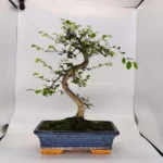 Beautifully Shaped Chinese Elm (Ulmus Parvifolia) Bonsai Tree - 30cm Pot | Perfect for Beginners & Experts | Indoor & Outdoor Hardy Tree - Image 22