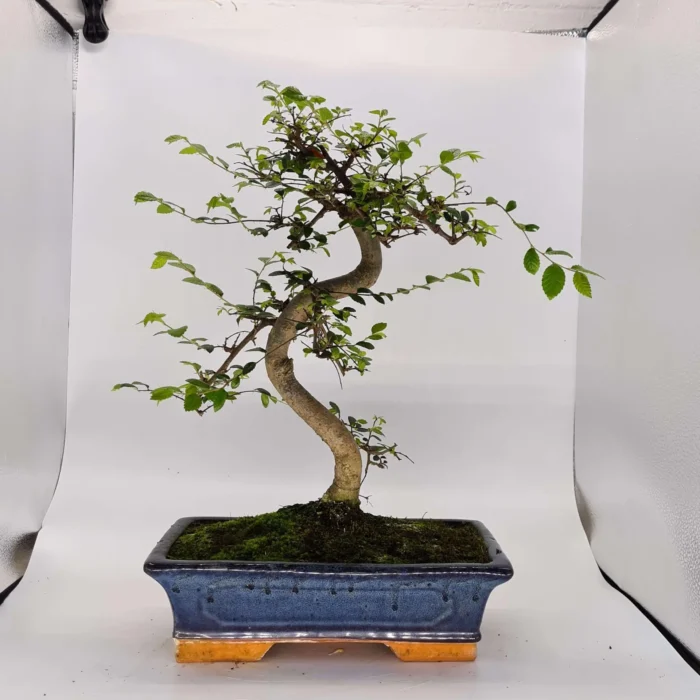 Beautifully Shaped Chinese Elm (Ulmus Parvifolia) Bonsai Tree - 30cm Pot | Perfect for Beginners & Experts | Indoor & Outdoor Hardy Tree - Image 22