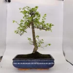Beautifully Shaped Chinese Elm (Ulmus Parvifolia) Bonsai Tree - 30cm Pot | Perfect for Beginners & Experts | Indoor & Outdoor Hardy Tree - Image 23