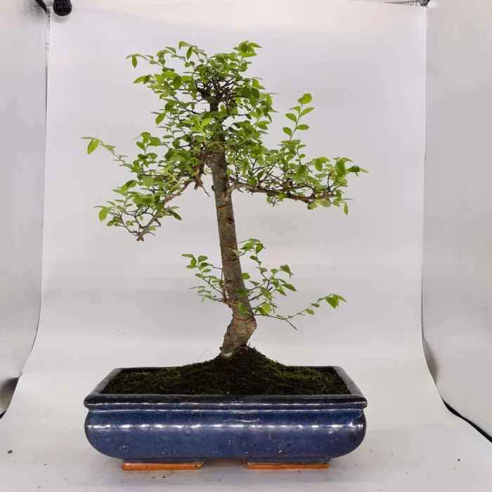 Beautifully Shaped Chinese Elm (Ulmus Parvifolia) Bonsai Tree - 30cm Pot | Perfect for Beginners & Experts | Indoor & Outdoor Hardy Tree - Image 23