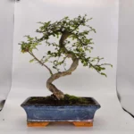 Beautifully Shaped Chinese Elm (Ulmus Parvifolia) Bonsai Tree - 30cm Pot | Perfect for Beginners & Experts | Indoor & Outdoor Hardy Tree - Image 24