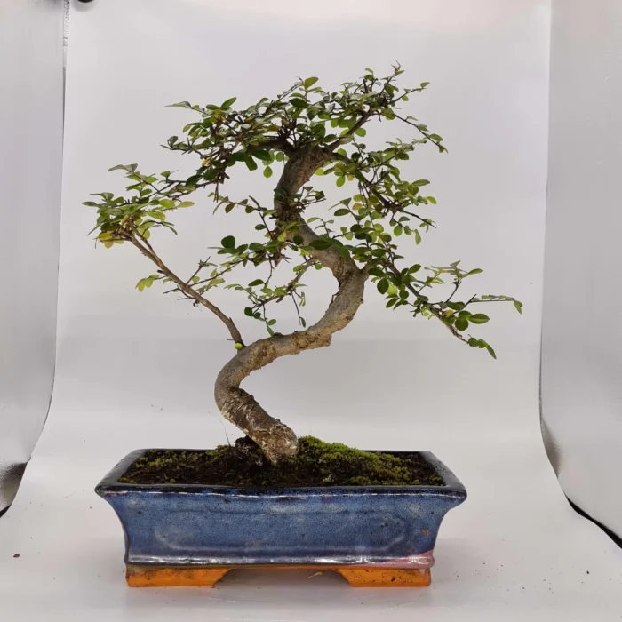 Beautifully Shaped Chinese Elm (Ulmus Parvifolia) Bonsai Tree - 30cm Pot | Perfect for Beginners & Experts | Indoor & Outdoor Hardy Tree - Image 24