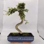 Beautifully Shaped Chinese Elm (Ulmus Parvifolia) Bonsai Tree - 30cm Pot | Perfect for Beginners & Experts | Indoor & Outdoor Hardy Tree - Image 25