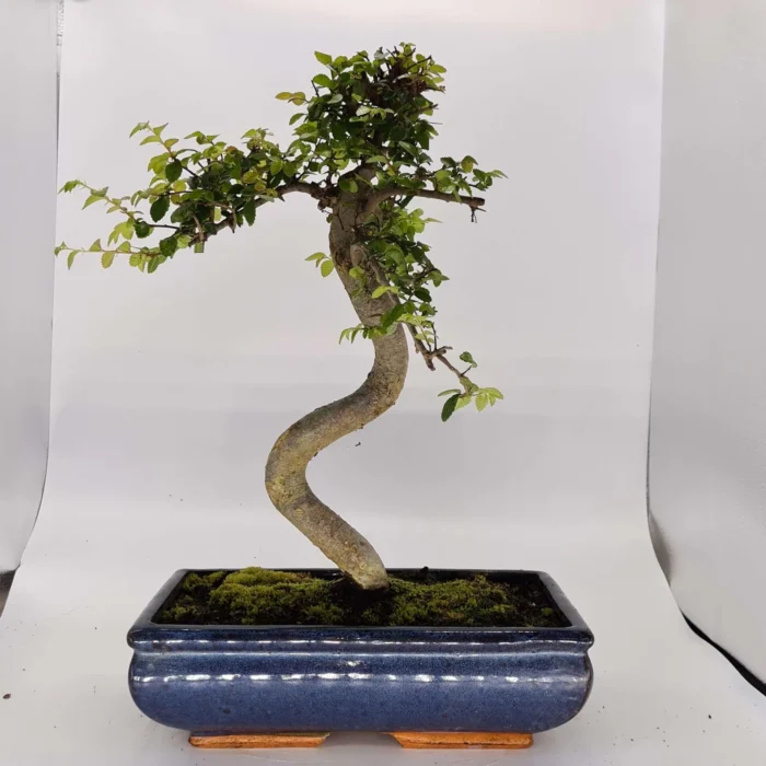 Beautifully Shaped Chinese Elm (Ulmus Parvifolia) Bonsai Tree - 30cm Pot | Perfect for Beginners & Experts | Indoor & Outdoor Hardy Tree - Image 25