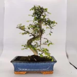 Beautifully Shaped Chinese Elm (Ulmus Parvifolia) Bonsai Tree - 30cm Pot | Perfect for Beginners & Experts | Indoor & Outdoor Hardy Tree - Image 26