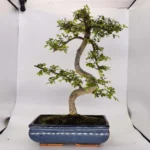 Beautifully Shaped Chinese Elm (Ulmus Parvifolia) Bonsai Tree - 30cm Pot | Perfect for Beginners & Experts | Indoor & Outdoor Hardy Tree - Image 27